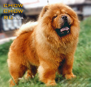 Chow-chow TOWMENA CUTTY SARK. -   