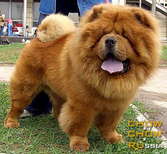 Chow-chow TSVETOK  ELFOV  ZHAKKAR. -   