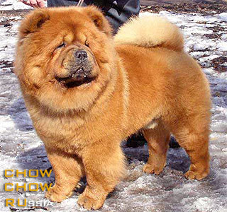 Chow-chow TSVETOK  ELFOV  ZHELEZNYI FELIX. -    