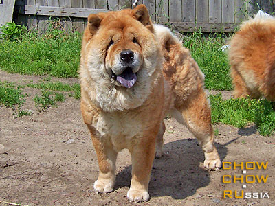 Chow-chow TSYPA. - 