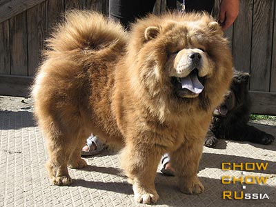 Chow-chow TYAN SHI GREYS DREAM. -    