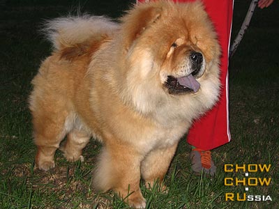 Chow-chow TYAN SHI FIALOCHKA  DOCHKA LAPOCHKA. -     