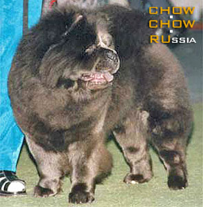 Chow-chow UNIKA. - 