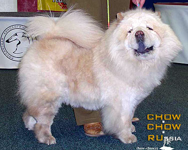 Chow-chow VAN-SNE-GI-RINA. - ---