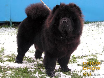 Chow-chow VANDA IZ SVYATOGO GRAALYA. -    