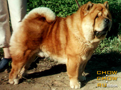 Chow-chow VELVET CHINAROSE FORTUNATO. -   