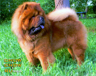 Chow-chow VIKONT. - 