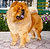 - chow-chow