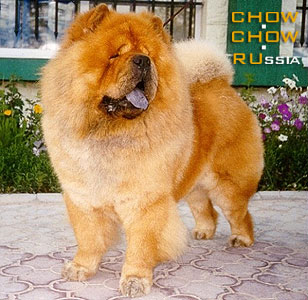 Chow-chow VINSENT. - 