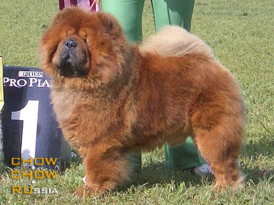 Chow-chow VLADLEN CHARMING FAVORITE. -   