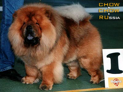 Chow-chow VLADLEN YANKEE. -  