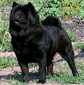 Chow-chow VLADLEN YUNONA. -  