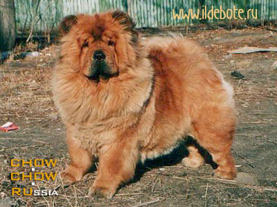 Chow-chow VLADLEN TID BIT SURPRISE. -    