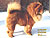 - chow-chow