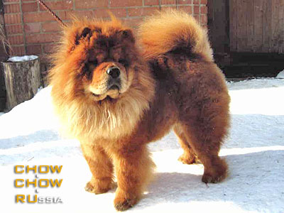 Chow-chow YANTARNAYA KAPELKA. -  