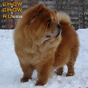 Chow-chow YASEN SVET FRAU HELGA. -    