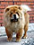 ���-��� chow-chow