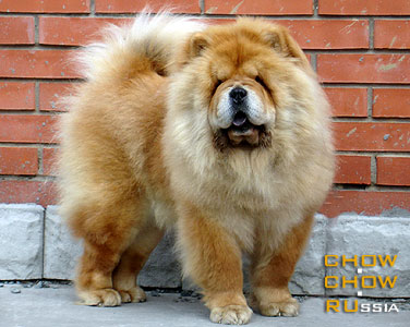 Chow-chow YASEN SVET HLOYA. ���-��� ���� ���� ����