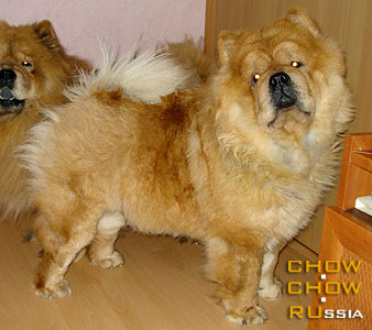 Chow-chow YASEN SVET KALINA. -   