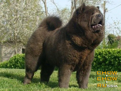 Chow-chow YASEN SVET OESMING CHINESE DOPHIN CH-DALEN. -      -