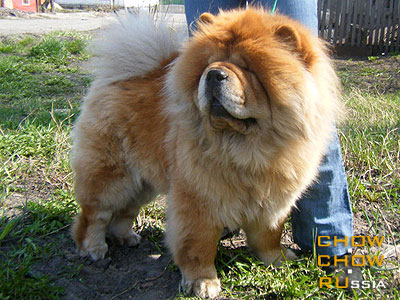 -   . Chow-chow YELLOW PRETTY WOMAN