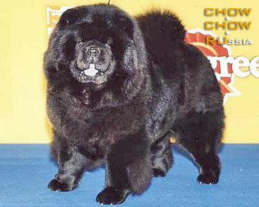 Chow-chow YUNONA. - 