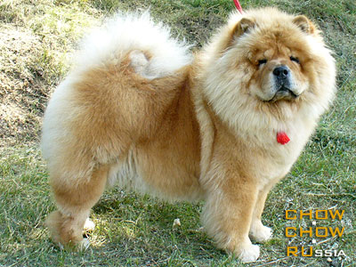 Chow-chow ZAVETNAYA MECHTA S ZOLOTYKH POLEY. -     