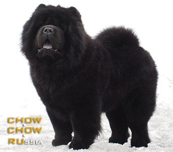 Chow-chow ZHDANNY ZAGADANNY OT SIBIRSKOGO MEDVEDJA. - -   