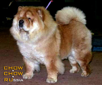 Chow-chow ZHEMCHUZHINA DINASTII AVE MARIYA. -    