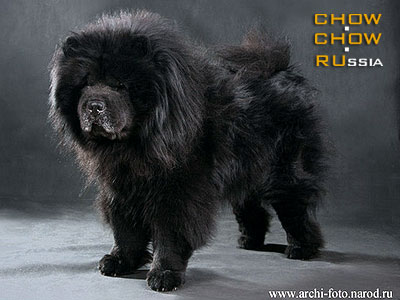 Chow-chow ZHEMCHUZHINA DINASTII AYANG ING CHENG ZOLOTOY. -      