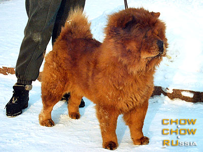 Chow-chow ZHENNY KAPRIZ CHENG. -   