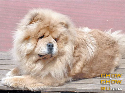 Chow-chow ZHERMINAL. - 