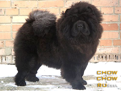 Chow-chow ZHO  TEM MON SHER. -    