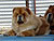 - chow-chow