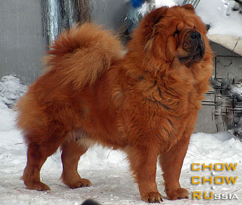 Chow-chow ZLATOVLASKA IS RYZHEI STAI. -    .