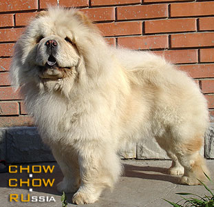 -   . Chow-chow ZOLOTOY MEDVED VERONA