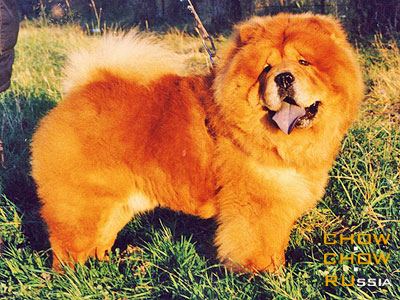 Chow-chow ZORRO. - 